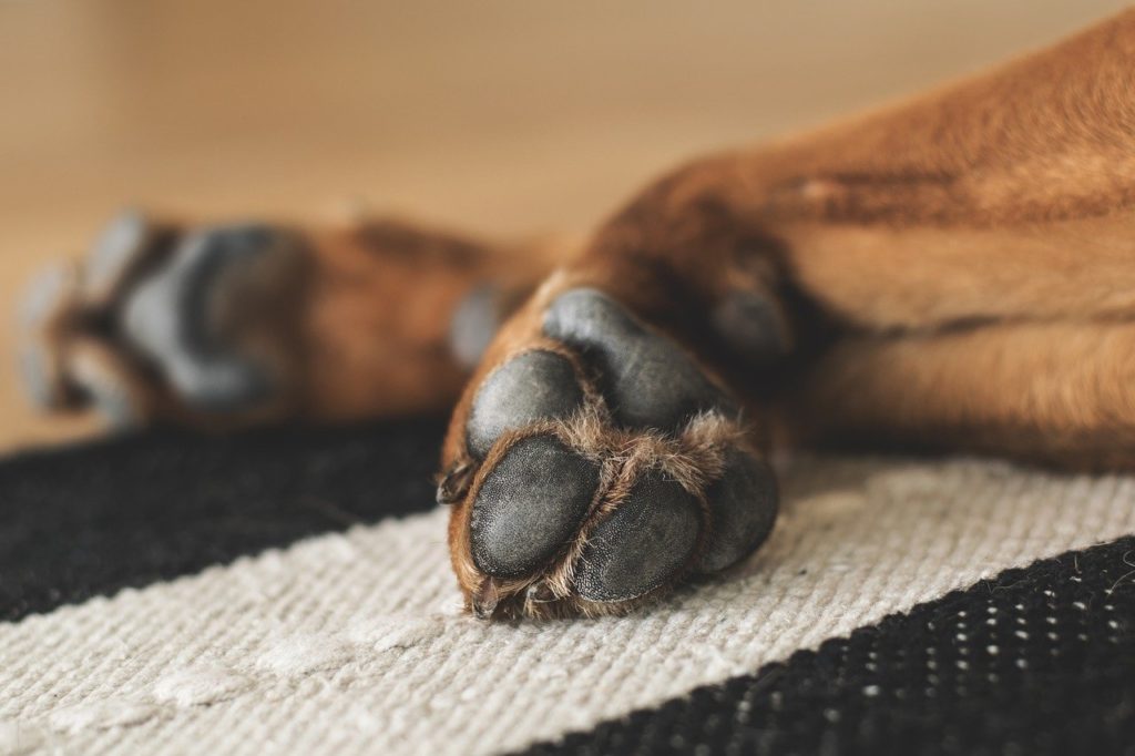 Pourquoi mon chien se mordille les pattes ? Obélix 🐶 La Malice