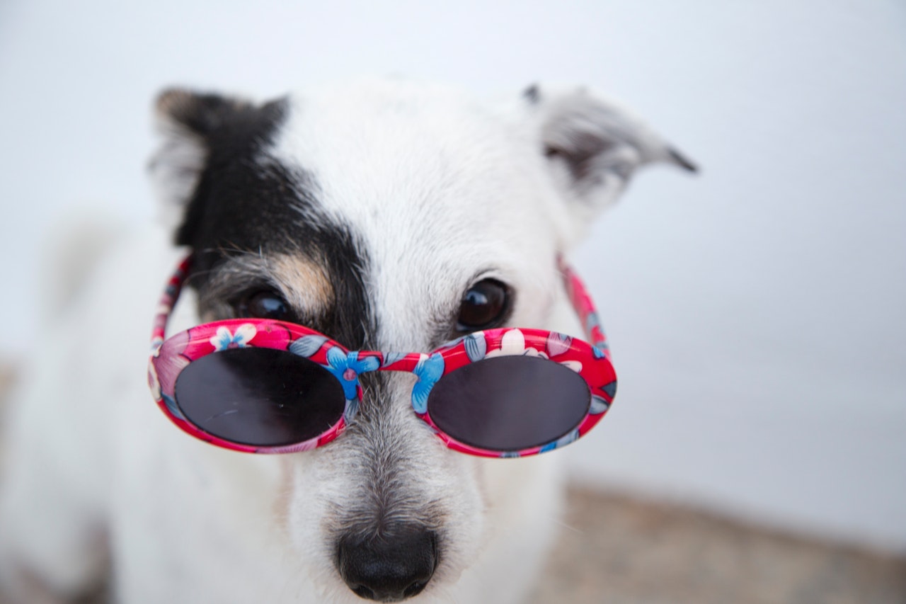 7 Anecdotes et infos insolites sur les chiens